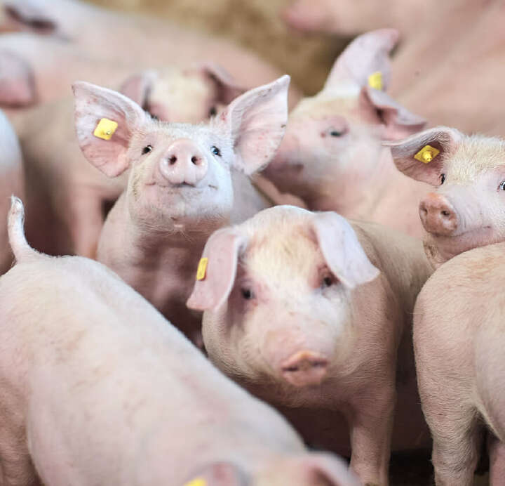 blattin themenmix innovative losungen fur die schweinehaltung blattin themenmix innovative losungen fur die schweinehaltung